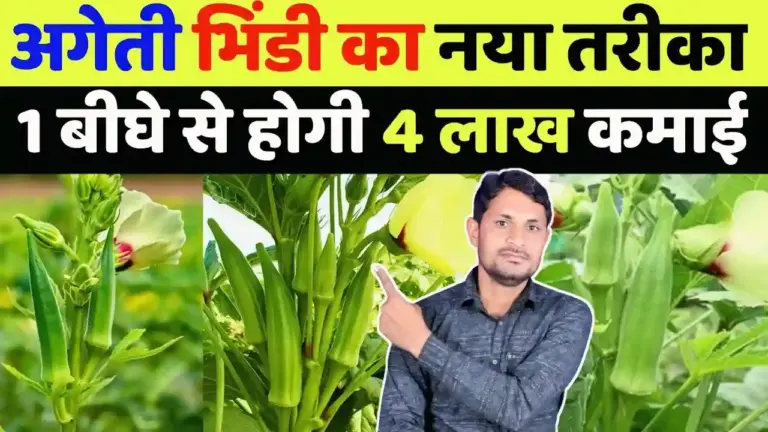 अगेती भिंडी की खेती: जनवरी में इस तकनीक से करें बुवाई, प्रति एकड़ होगा 4 लाख तक का मुनाफा